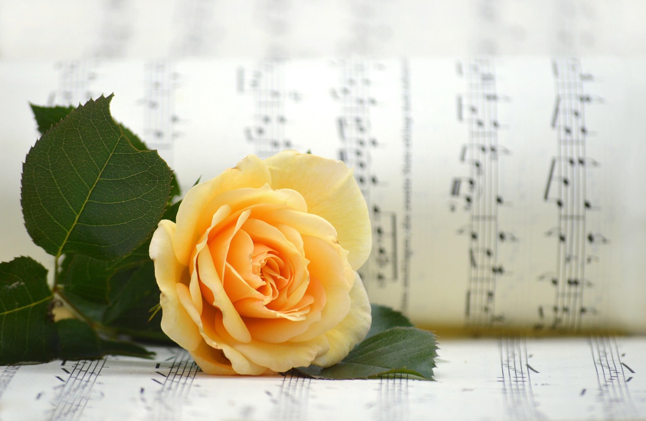 Crafting Captivating Headlines: Your awesome post title goes here rose, yellow rose, blossom, bloom, sheet music, flower background, flower, nature, songs, love song, choir, music, melody, rose flower, hd wallpaper, notenblatt, valentines day, yellow, beautiful flowers, yellow flower, make music, love for music, flower wallpaper